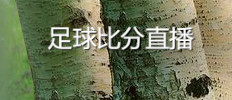 足球比分直播
